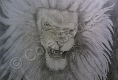 Drawings - Lion - Graphite