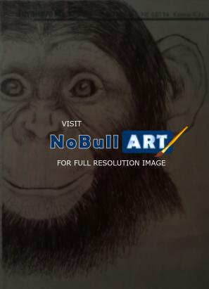 Drawings - Chimp - Pen And Ink