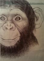 Chimp - Pen And Ink Drawings - By Cole Soucie, Realism Drawing Artist