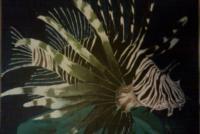 Paintings - Lion Fish - Acrylic