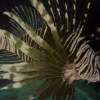Lion Fish - Acrylic Paintings - By Cole Soucie, Realism Painting Artist