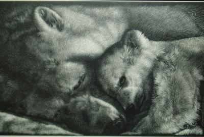 Animals - Comfort - Scratchboard