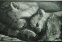 Comfort - Scratchboard Other - By Joanna Gates, Realism Other Artist