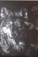 Wolf - Scratchboard Other - By Joanna Gates, Realism Other Artist