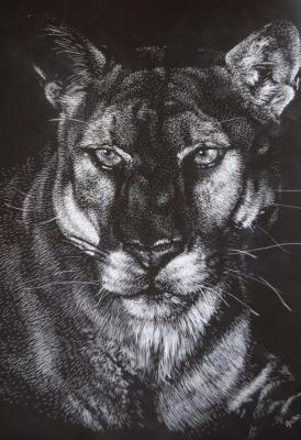 Animals - Darkness - Scratchboard