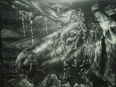 Animals - Shower - Scratchboard