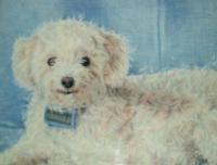 Jessie - Colored Pencil Drawings - By Joanna Gates, Realism Drawing Artist