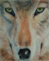 Animals - Up Close And Personal - Pastel