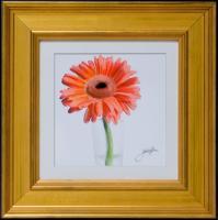 Orange Daisy - Watercolor Paintings - By Jaclyn Brine, Contemporary Painting Artist