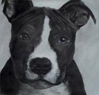 Staff Pup - Charcoal Drawings - By Wendy Jones, Realism Drawing Artist