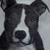 Staff Pup - Charcoal Drawings - By Wendy Jones, Realism Drawing Artist