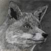 Fox2 - Mixed Drawings - By Wendy Jones, Realism Drawing Artist