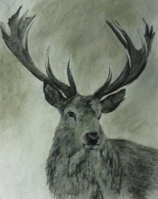 Animals - Stag - Pastel