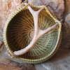Sweetgrass Antler Basket - Sweetgrass Other - By Janet Howard, Naturals Other Artist