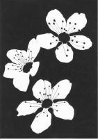 Blooms - Ink Drawings - By Pseudonym ~, Line Drawing Drawing Artist