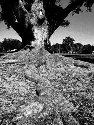 Black And White Photography - Reaching - Digital