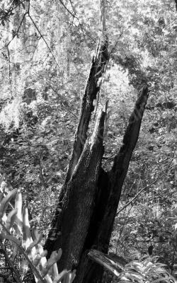 Black And White Photography - Remnants - Digital