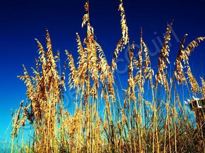 Color Photography - Sea Grass - Digital