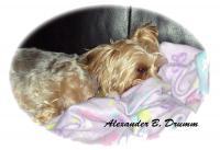 Lunas Nap Time - Photo  Digital Photography - By Alexander Drumm, Protrait Photography Artist