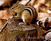 Chipmonk - Photo  Digital Photography - By Alexander Drumm, Protrait Photography Artist