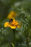 Bee On Top - Digital Photography - By Adrian Bud, Nature Photography Artist