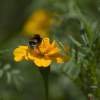 Bee On Top - Digital Photography - By Adrian Bud, Nature Photography Artist