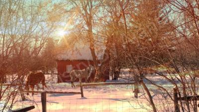 Photography - Two Horses Mucking Around - Digital Arts