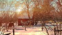 Two Horses Mucking Around - Digital Arts Photography - By Artistry By Ajanta, Horses Photography Artist