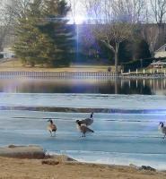 Walking On Thin Ice - Digital Arts Digital - By Artistry By Ajanta, Birds Digital Artist