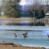 Walking On Thin Ice - Digital Arts Digital - By Artistry By Ajanta, Birds Digital Artist