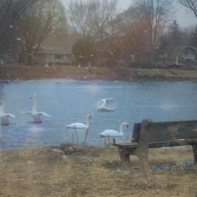 Photography - Snowy Swans - Digital Arts