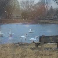 Snowy Swans - Digital Arts Photography - By Artistry By Ajanta, Birds Photography Artist