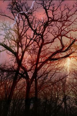 Photography - Spindly Thunder Strikes - Digital Arts