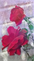 Roses - Digital Arts Photography - By Artistry By Ajanta, Flowers Photography Artist