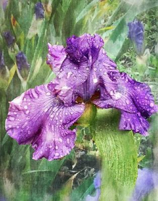 Photography - Iris - Digital Arts