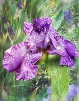 Iris - Digital Arts Photography - By Artistry By Ajanta, Flowers Photography Artist