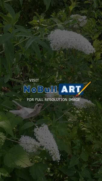 Photography - Garden Life - Digital Arts