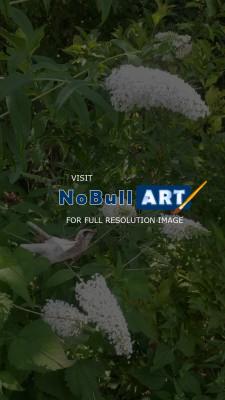 Photography - Garden Life - Digital Arts