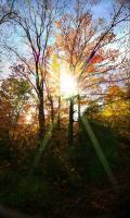 Autumn Sunlight - Digital Arts Photography - By Artistry By Ajanta, Nature Photography Artist