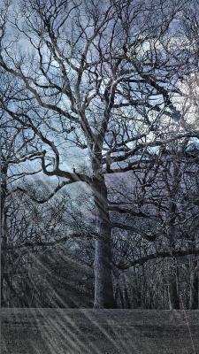 Photography - A Chilly Winter - Digital Arts