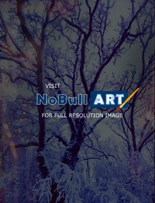 Photography - Beautiful Branches - Digital Arts
