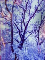 Beautiful Branches - Digital Arts Photography - By Artistry By Ajanta, Nature Photography Artist