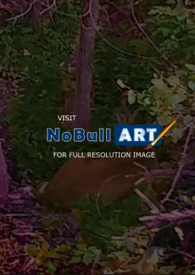 Photography - Staring Deer - Photography