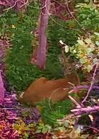 Staring Deer - Photography Photography - By Artistry By Ajanta, Animals Photography Artist