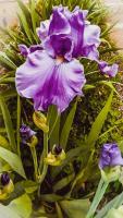 Spring Iris - Digital Arts Photography - By Artistry By Ajanta, Flowers Photography Artist