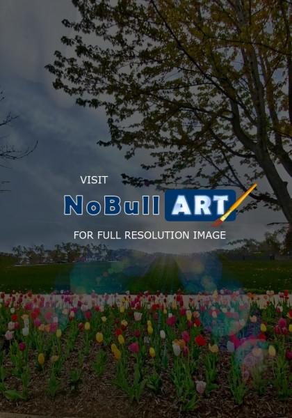 Photography - Springtime Tulips - Digital Arts