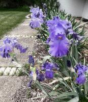 Photography - Garden - Digital Arts