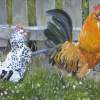 Chickens - Oil On Canvas Paintings - By Udi Peled, Impressionism Painting Artist