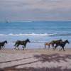 Horses On The Beach - Oil On Linen Paintings - By Gary Sisco, Representational Painting Artist