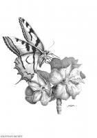 Butterfly - Pen And Ink Drawings - By Nathan Mcnee, Semi Realism Drawing Artist